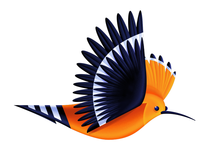 Hoopo bird tilted
