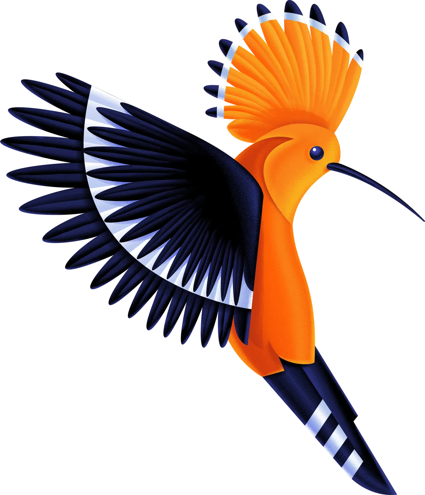 The Hoopo hoopoe in flight