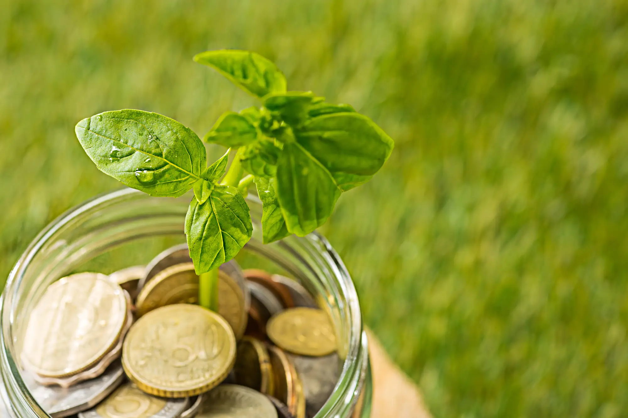 A seedling growing out of a jar of coins