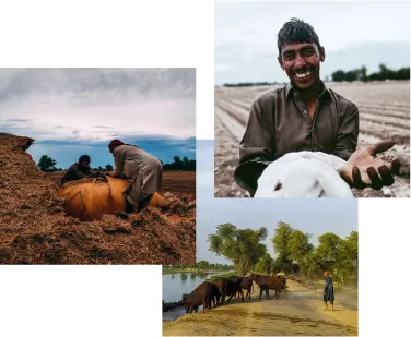 Hoopo farmers at work