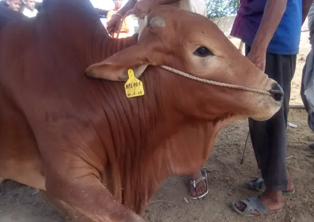 A cow reared by a Hoopo farmer, with its ear tag