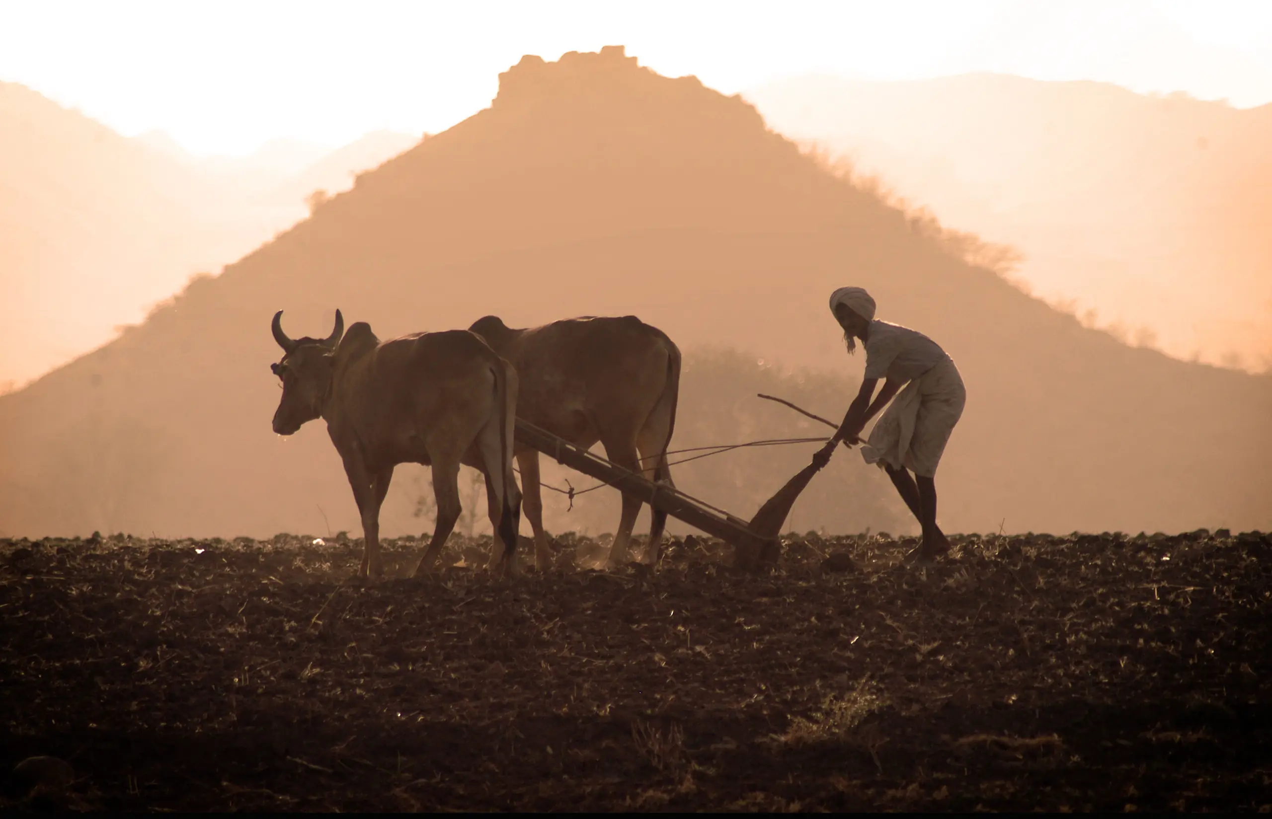 A farmer ploughing a field with two oxen at dusk