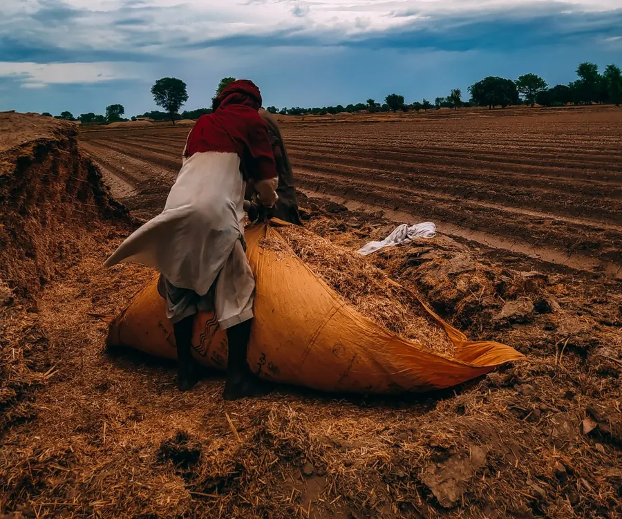 A woman filling a sack on farmland