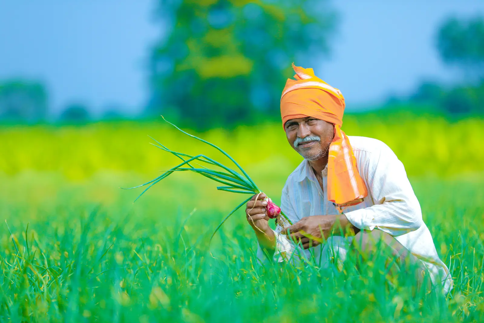 A farmer holding fresh Moringa seedlings in a green field